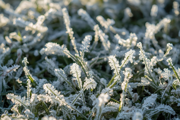 Técnicas Para Registrar Geada e Cristais de Neve com Riqueza de Detalhes