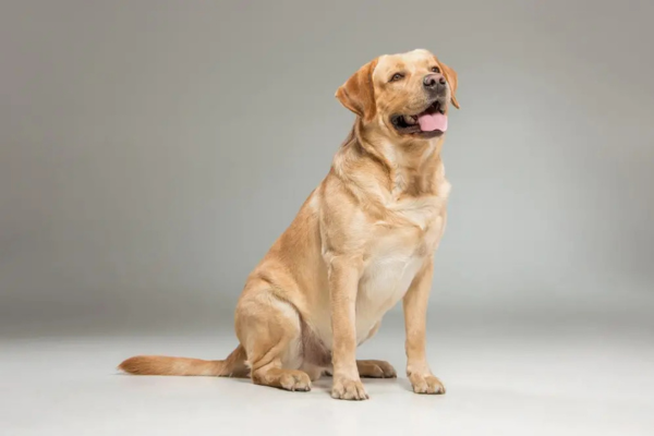 Raças grandes de cachorro